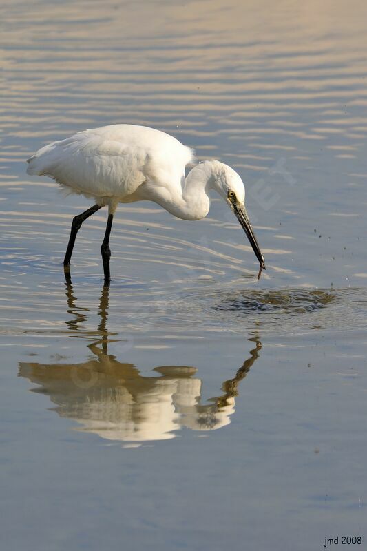 Aigrette garzette