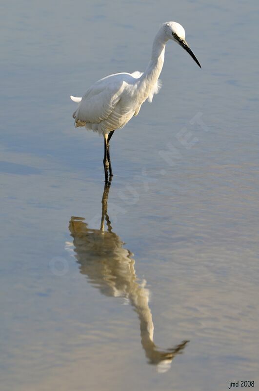 Aigrette garzette