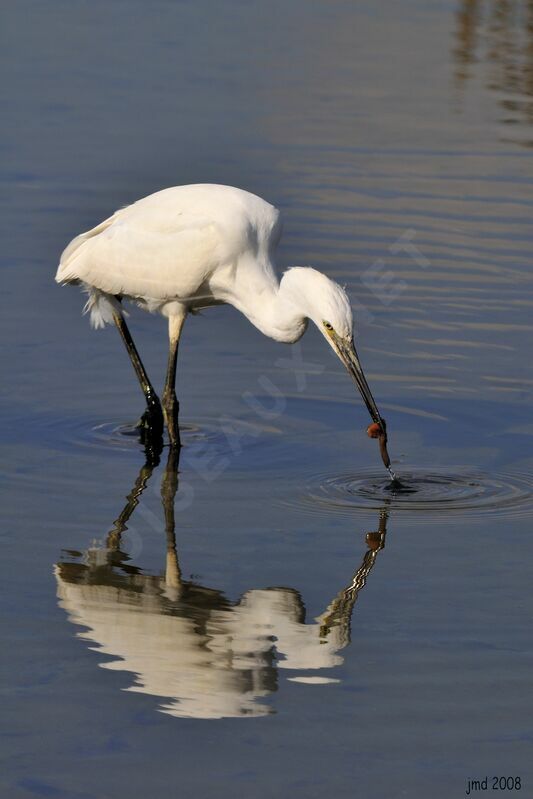 Aigrette garzette