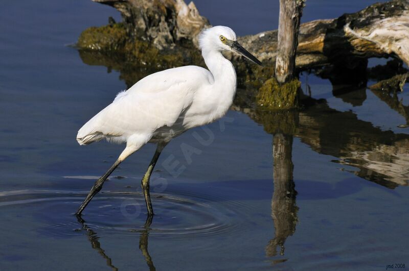 Little Egret