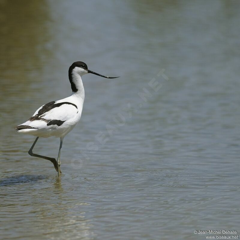 Avocette élégante