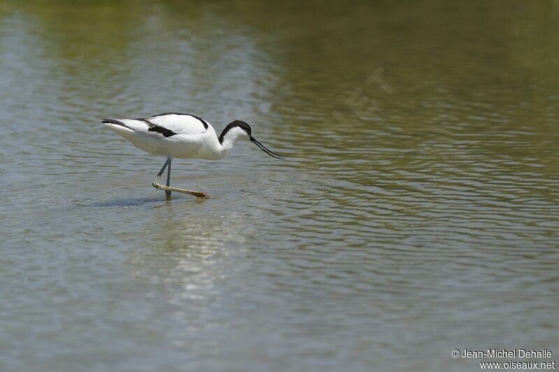 Pied Avocet