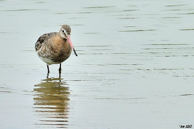 Black-tailed Godwit