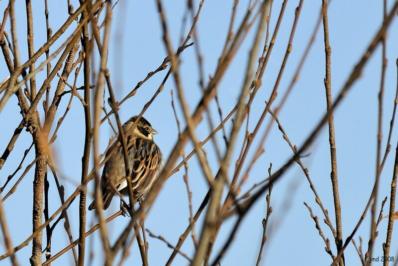 Common Reed Bunting male adult post breeding