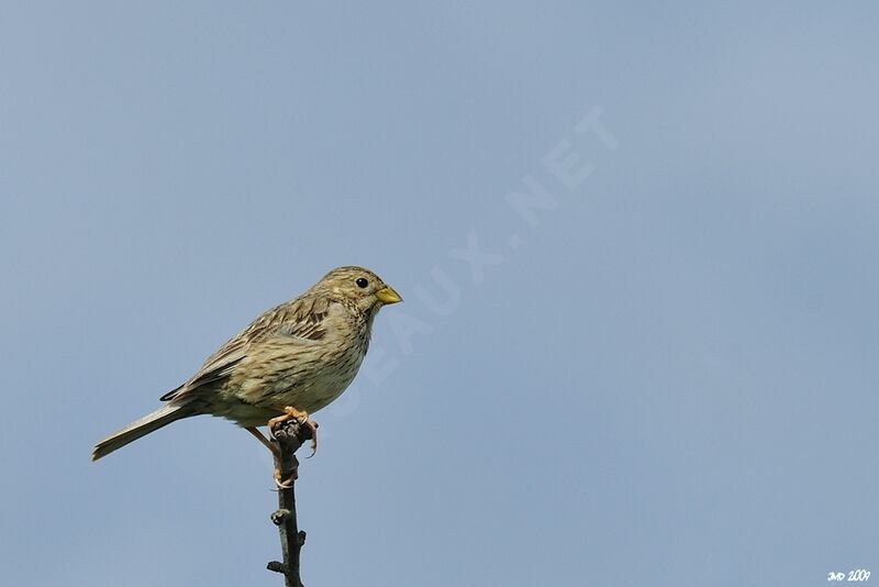 Corn Bunting, identification