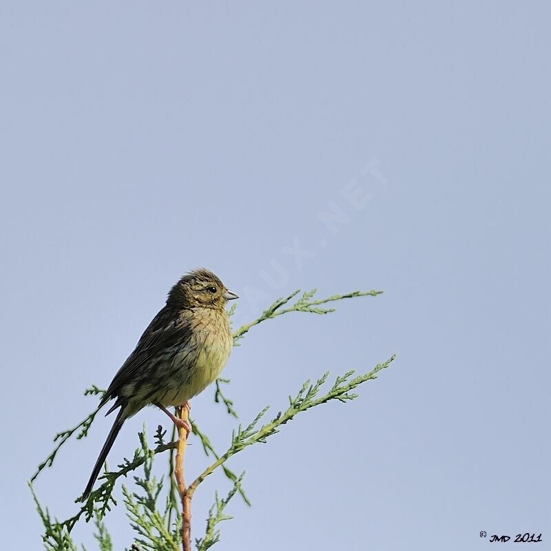 Cirl Bunting female