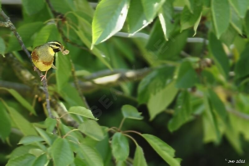 Cirl Bunting male