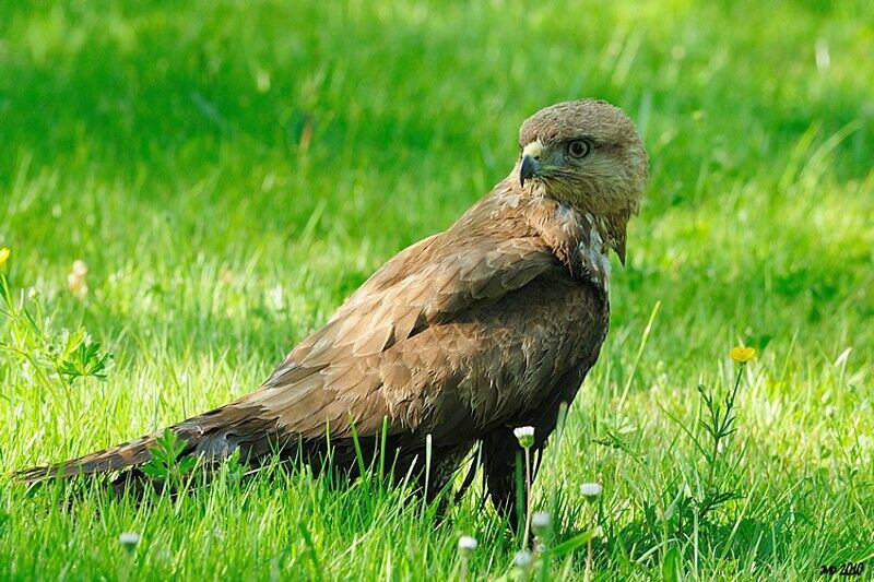 Common Buzzard