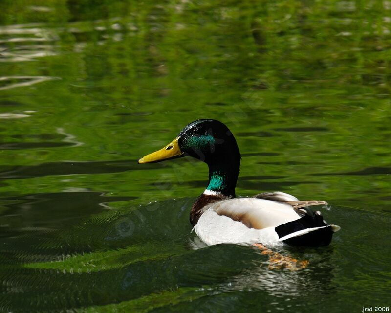 Canard colvert mâle adulte