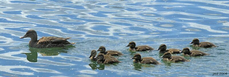 Canard colvert