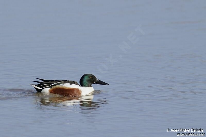 Northern Shoveler male adult