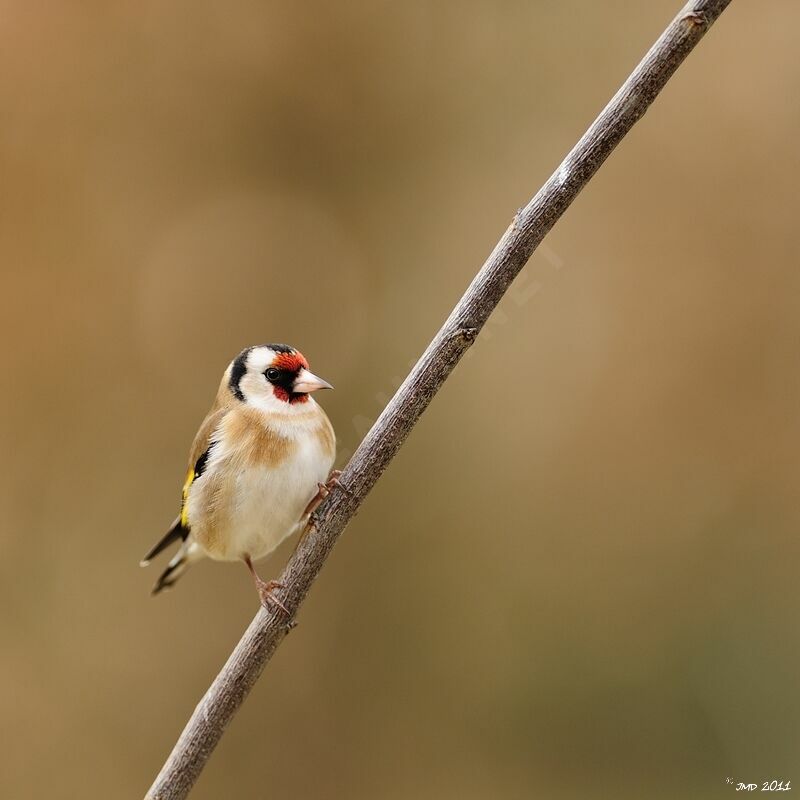 European Goldfinchadult