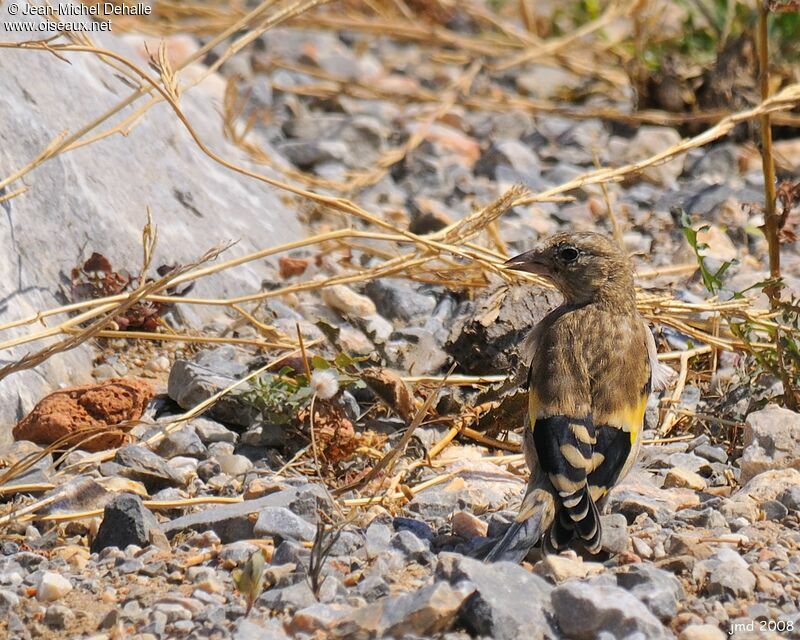 Chardonneret élégant1ère année