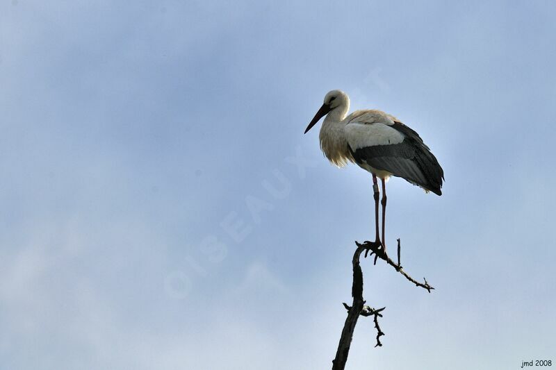 White Storkadult