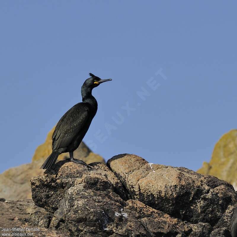 European Shag