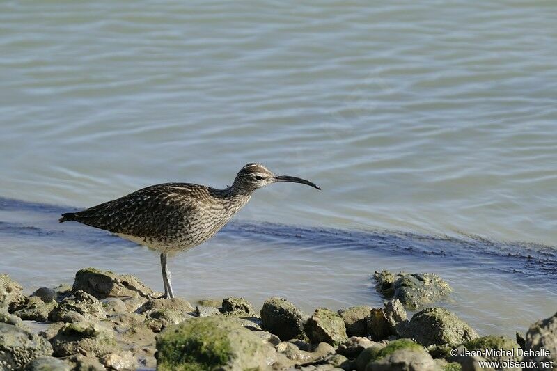 Eurasian Whimbreladult