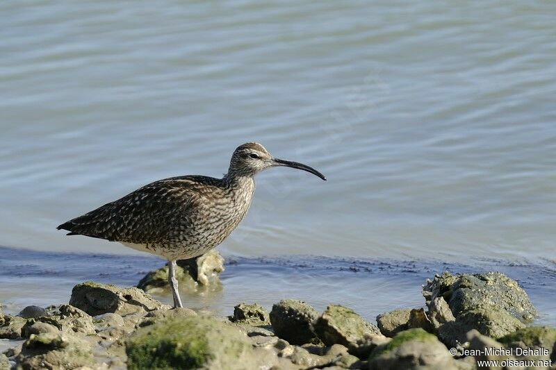 Eurasian Whimbreladult