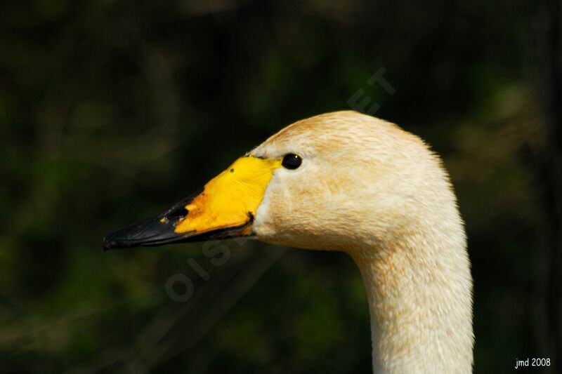 Cygne chanteuradulte