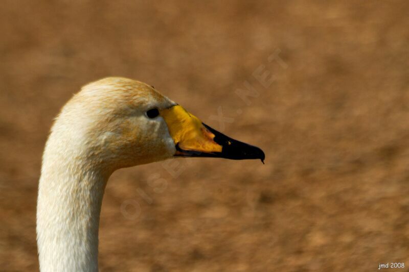 Cygne chanteuradulte