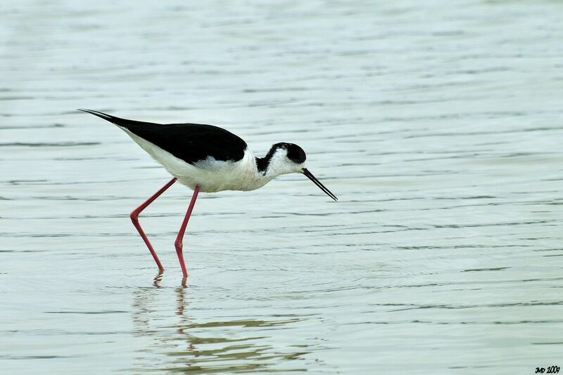 Black-winged Stilt female adult