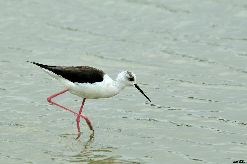 Black-winged Stilt female