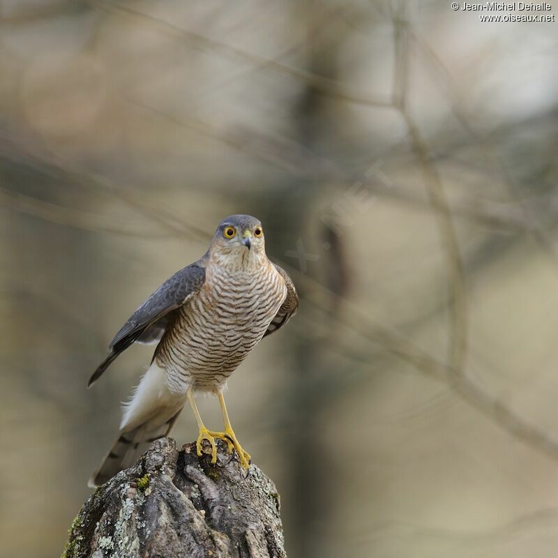 Eurasian Sparrowhawk male adult