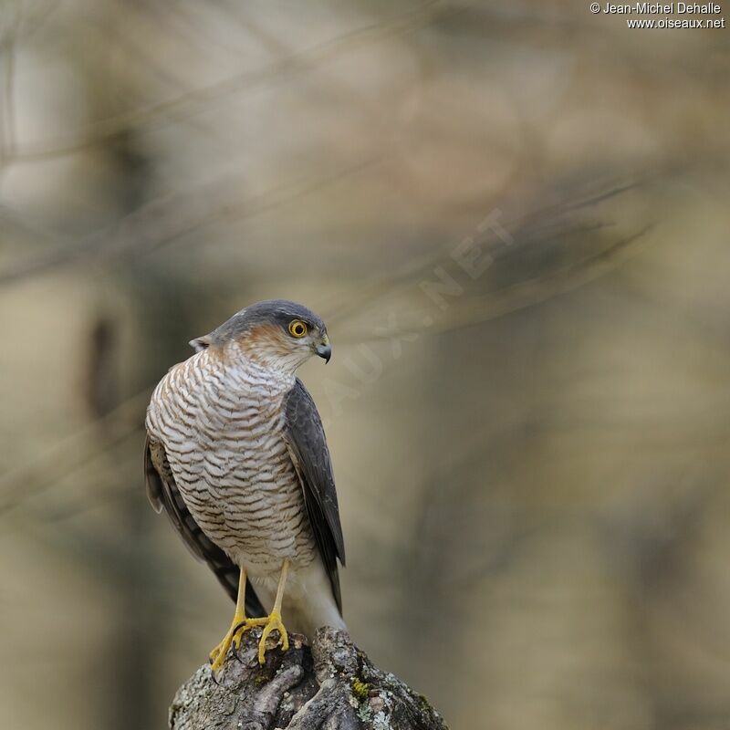 Eurasian Sparrowhawk male adult