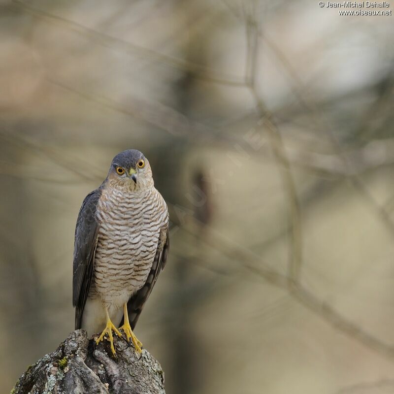 Eurasian Sparrowhawk male adult