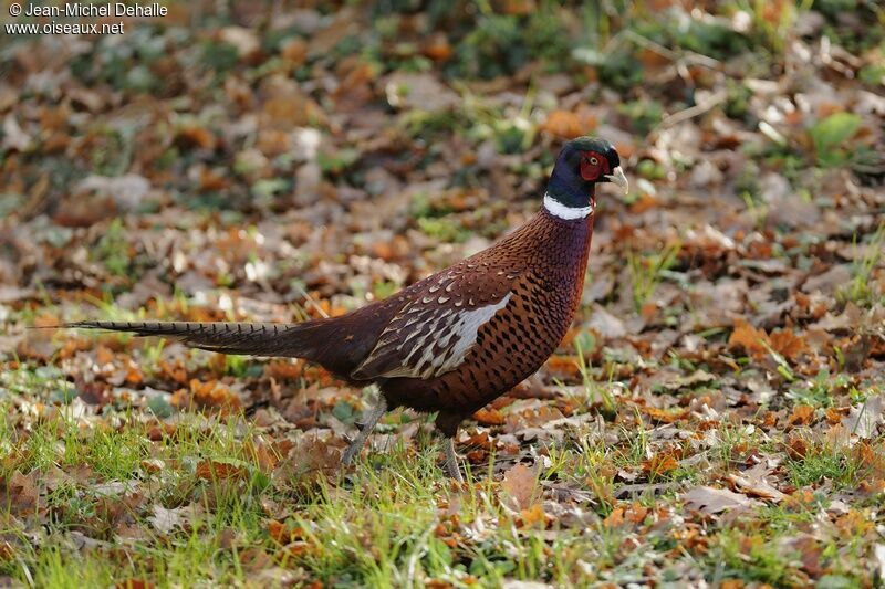 Common Pheasant male