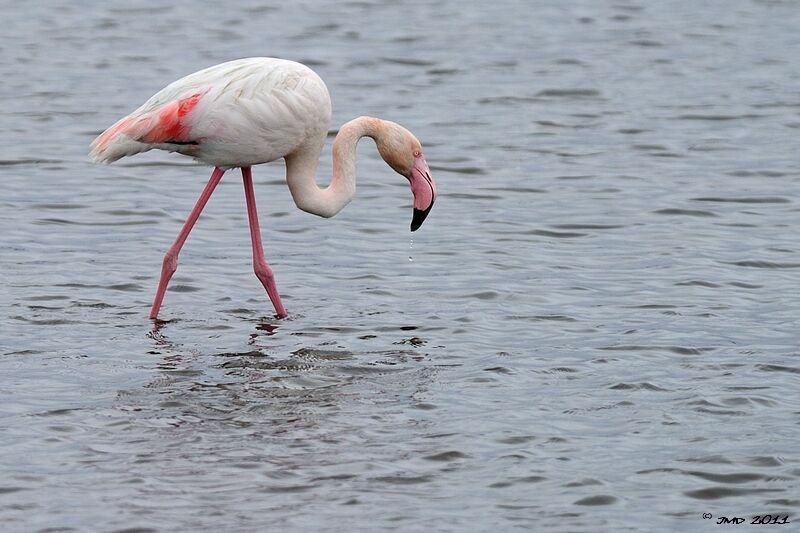 Flamant rose