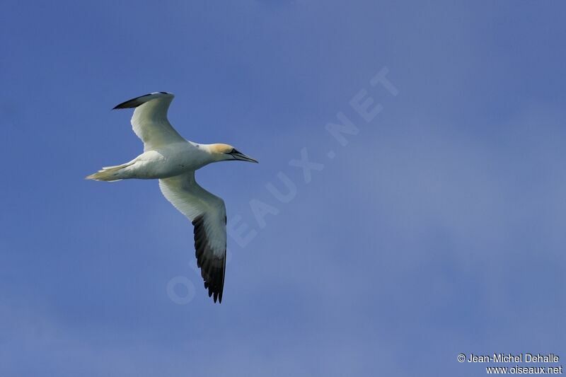 Northern Gannet, Flight