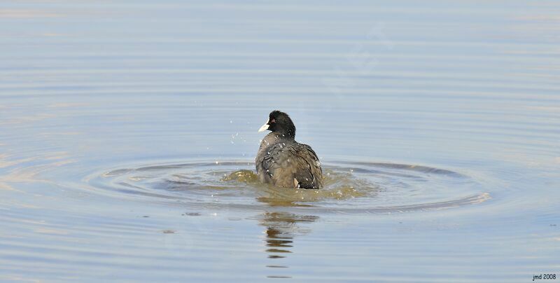 Eurasian Cootadult