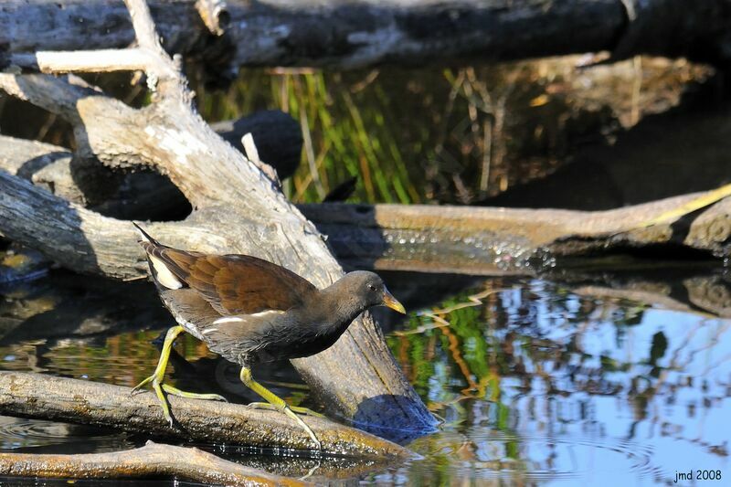 Common Moorhenjuvenile