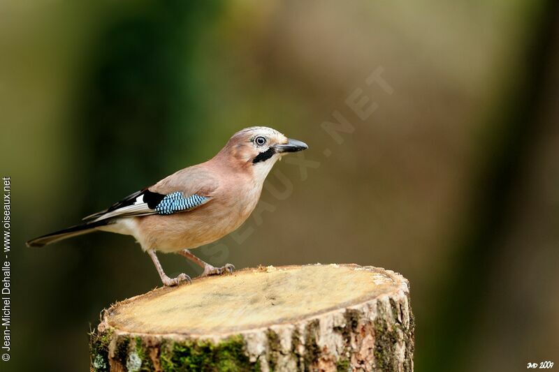 Eurasian Jay