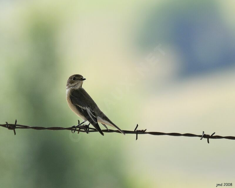 European Pied Flycatcheradult