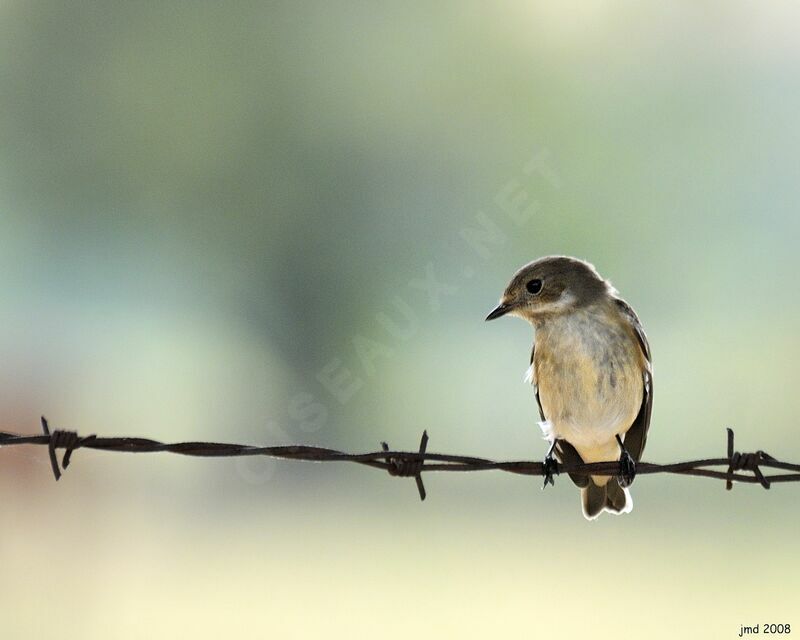 European Pied Flycatcheradult