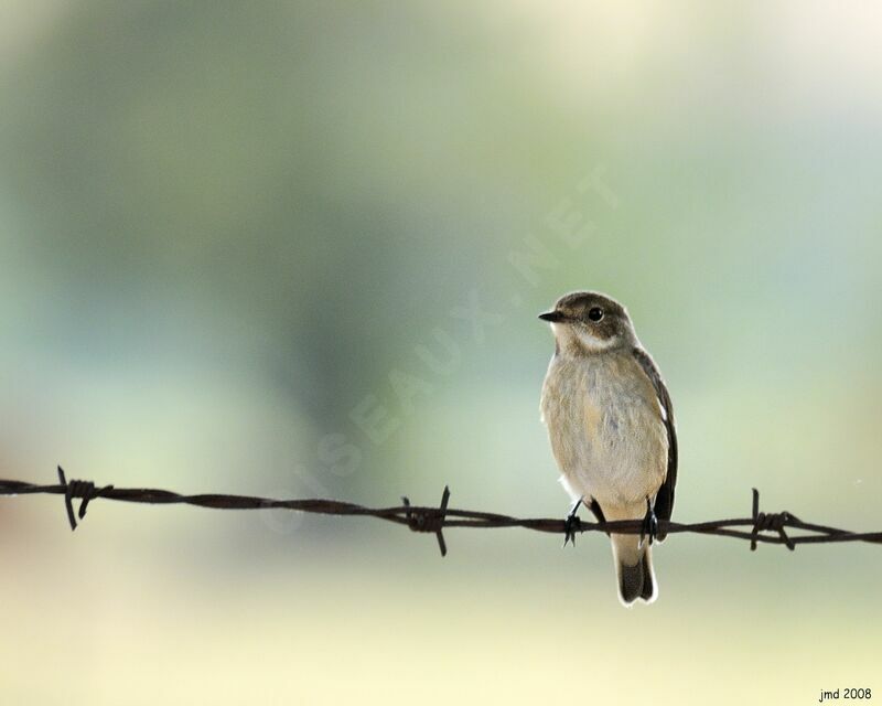 European Pied Flycatcheradult