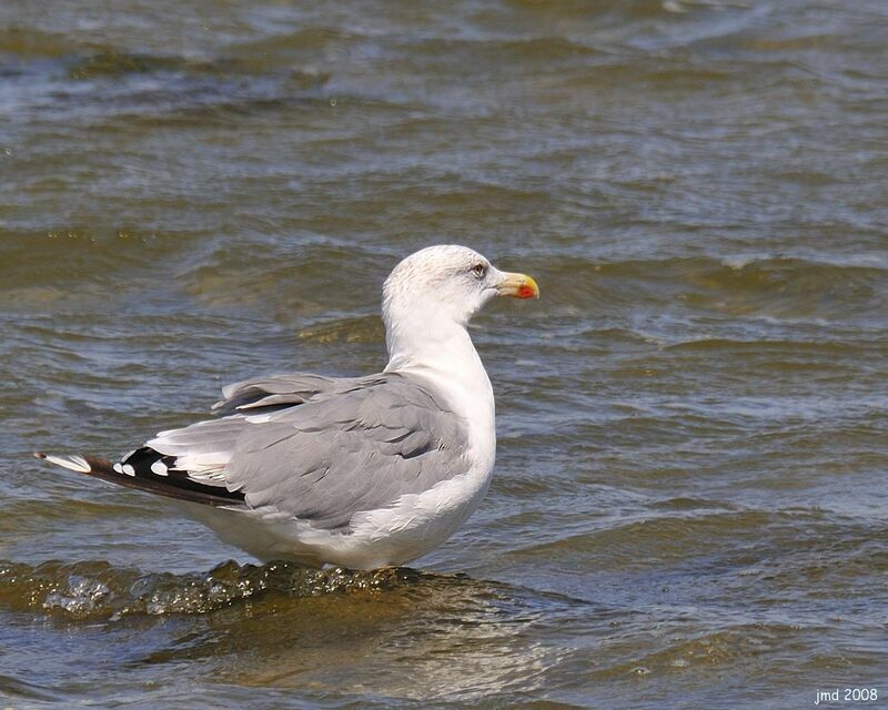 Goéland leucophéeadulte