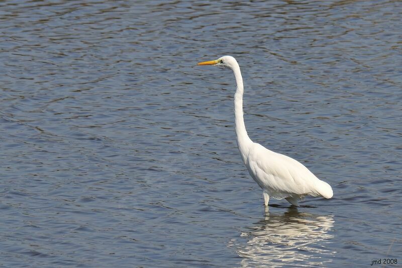 Great Egretadult