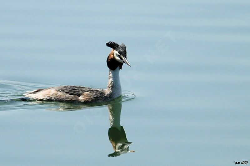 Great Crested Grebe male