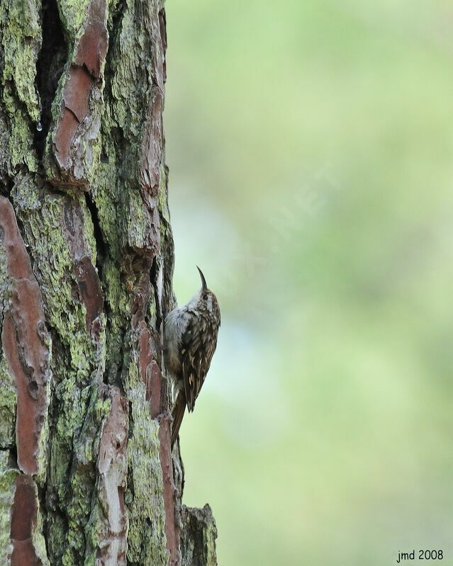 Short-toed Treecreeper