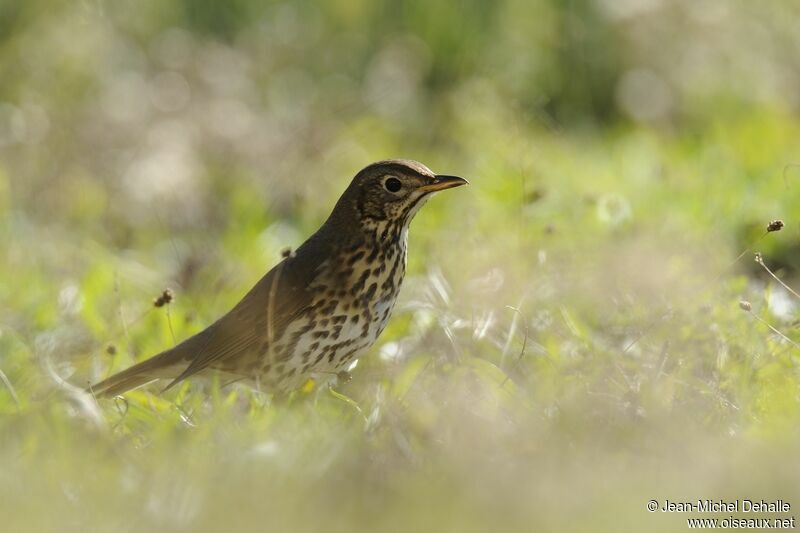 Song Thrush