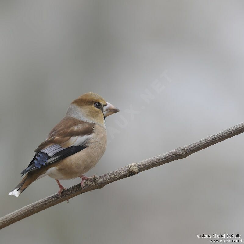 Hawfinch female adult