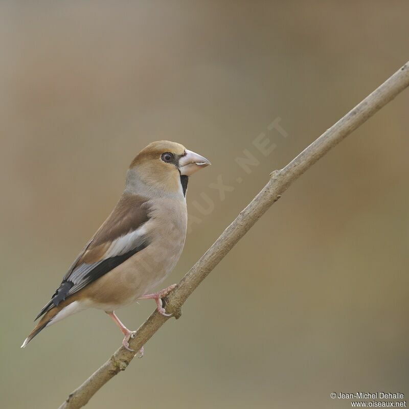 Hawfinch female adult