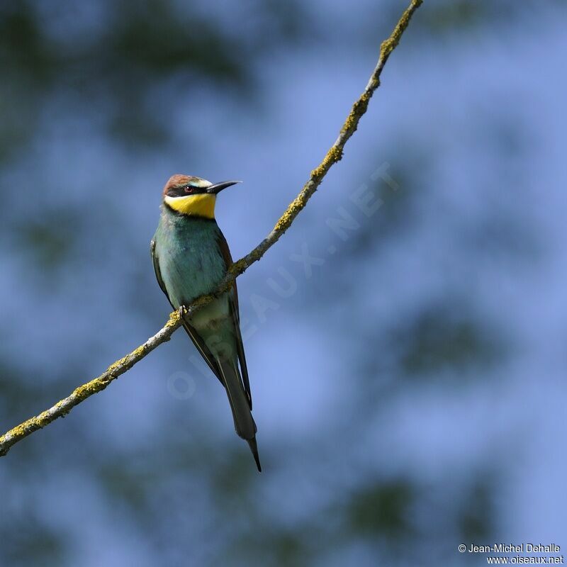 European Bee-eater