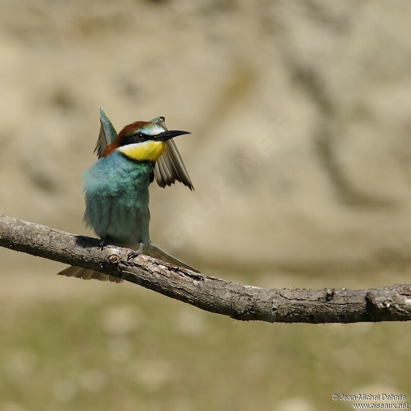 European Bee-eater