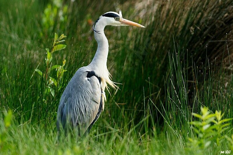 Grey Heron