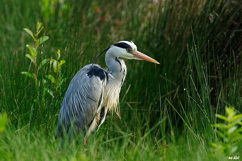 Grey Heron