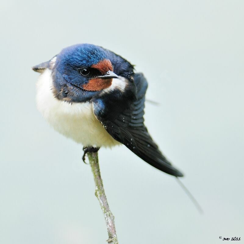 Barn Swallow