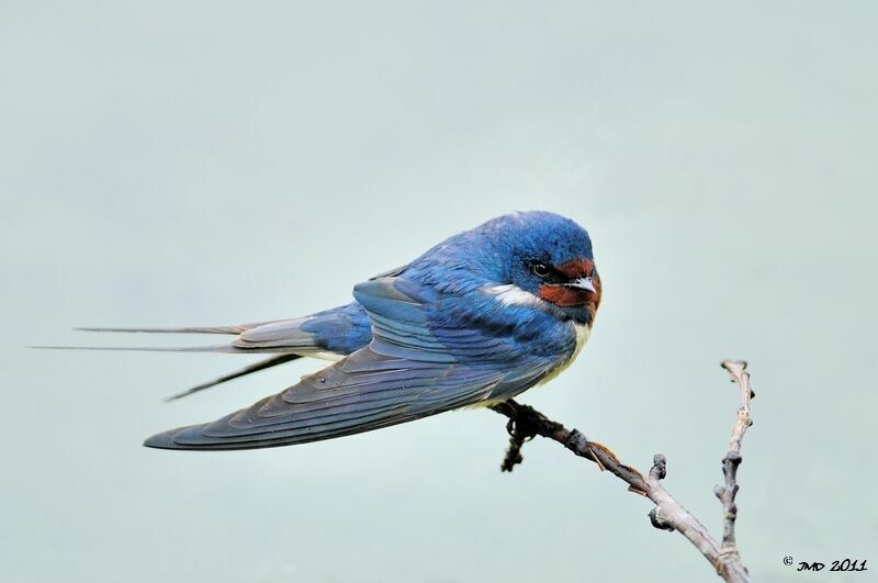 Barn Swallow